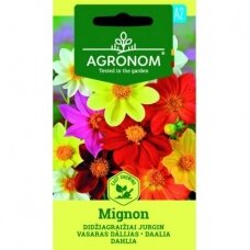 Didžiagraižiai jurginai „MIGNON", gėlių sėklos, AGRONOM