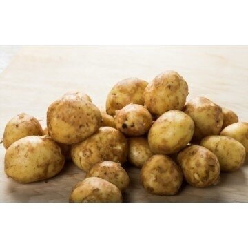 Labai ankstyvos sėklinės bulvės ADORA 5kg