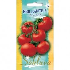 Valgomieji pomidorai Brillante F1 (lot. SOLANUM LYCOPERSICUM)