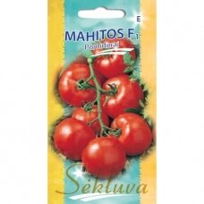 Valgomieji pomidorai Mahitos F1 (lot. SOLANUM LYCOPERSICUM)