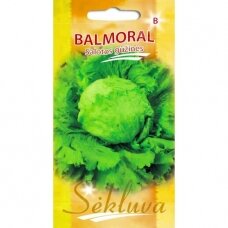 Sėjamos salotos BALMORAL (lot. LACTUCA SATIVA)