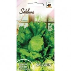 Sėjamos salotos Saladin (lot. LACTUCA SATIVA)