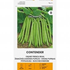 Žemaūgės daržinės pupelės CONTENDER (lot. Phaseolus vulgaris L.)